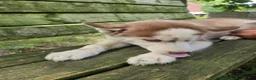 Siberian Husky dogs for sale: Riley - Ad 6