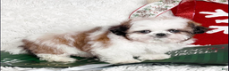 Shih Tzu dogs for sale: Penelope - Ad 5