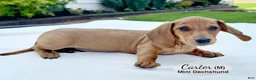 Miniature Dachshund dogs for sale: Carter - Ad 3