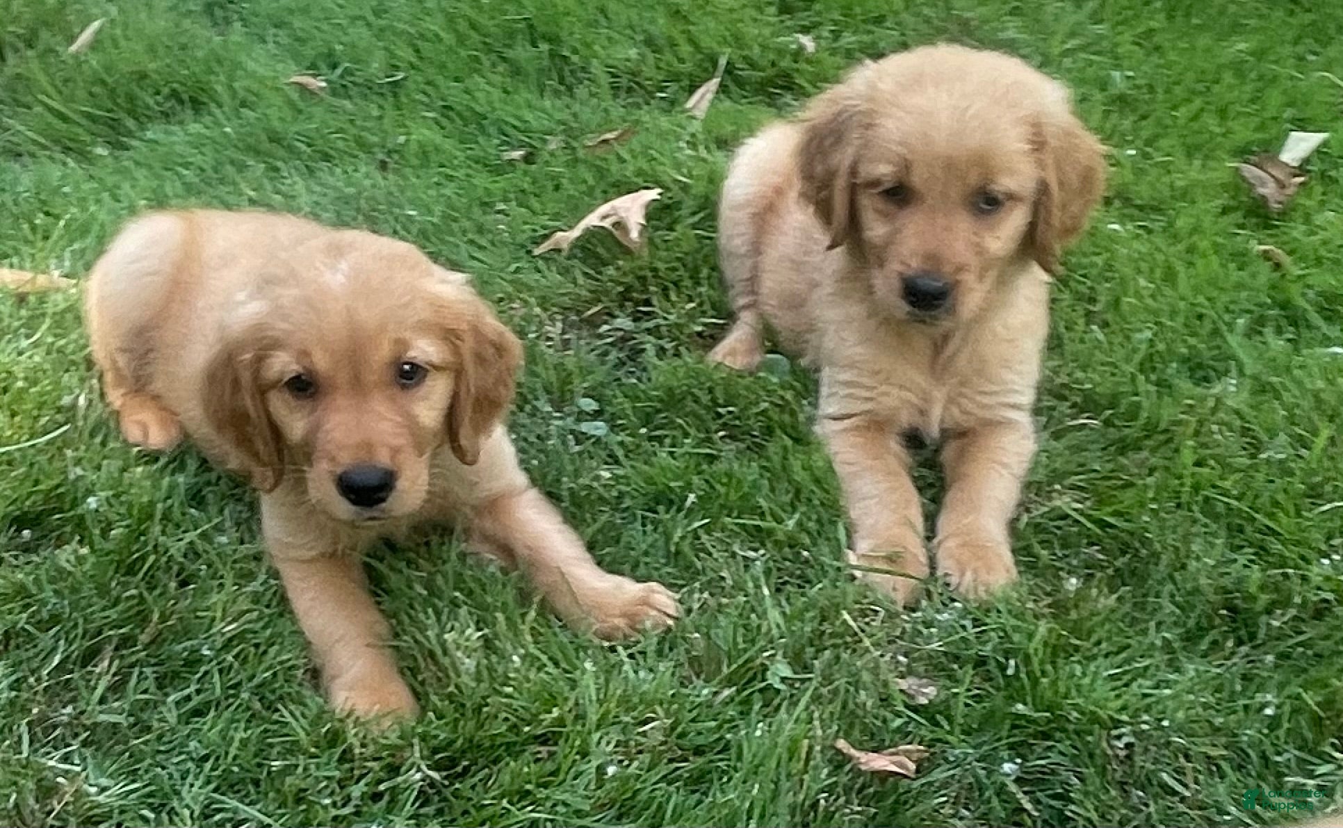 Golden Retriever dogs Golden Retriever 2 - Ad 2