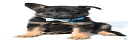 German Shepherd dogs for sale: Lonnie - Ad 6