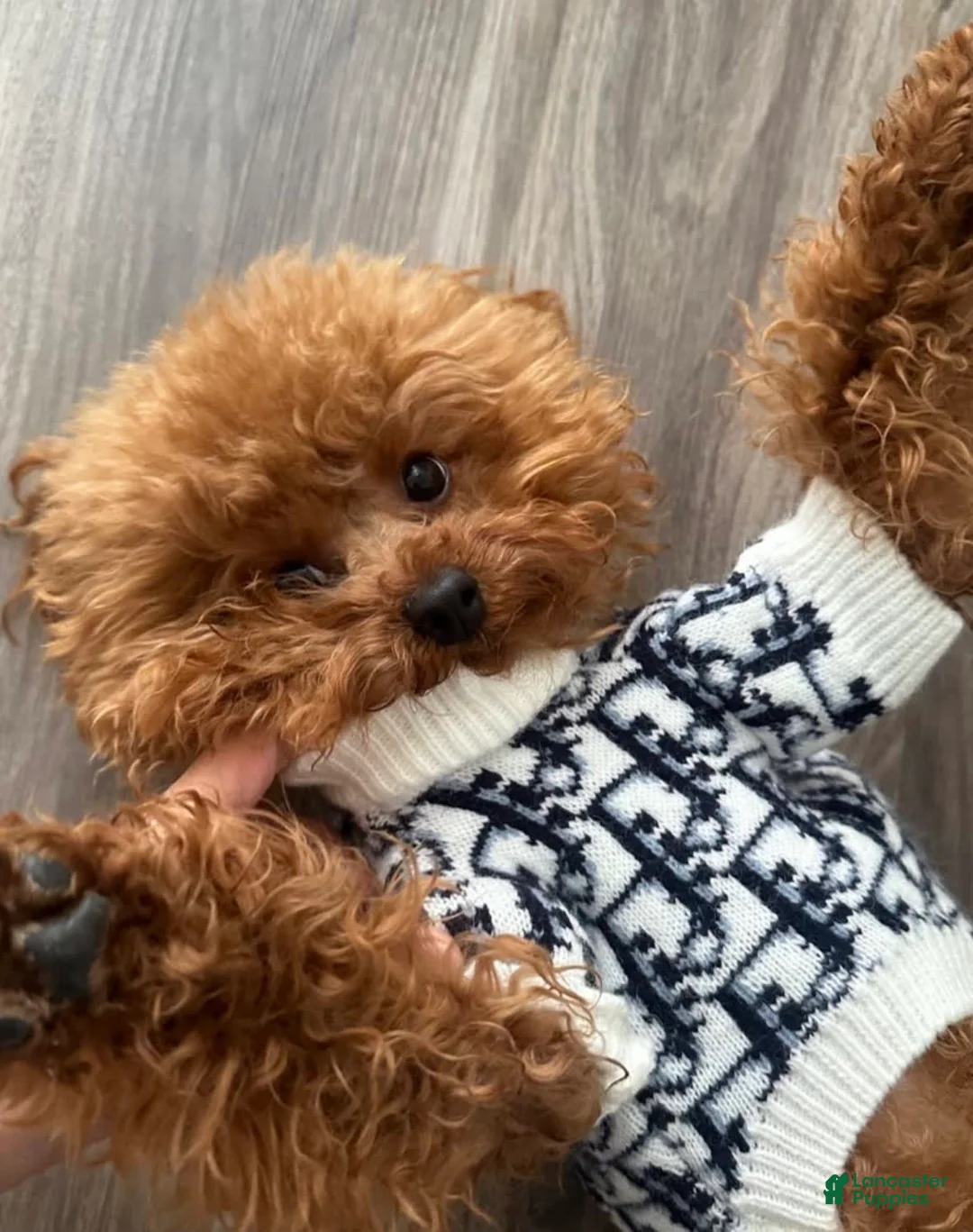 Gallery Image {{count}}