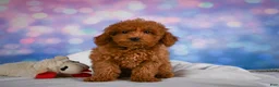 Miniature Poodle dogs for sale: Jamon - Ad 1