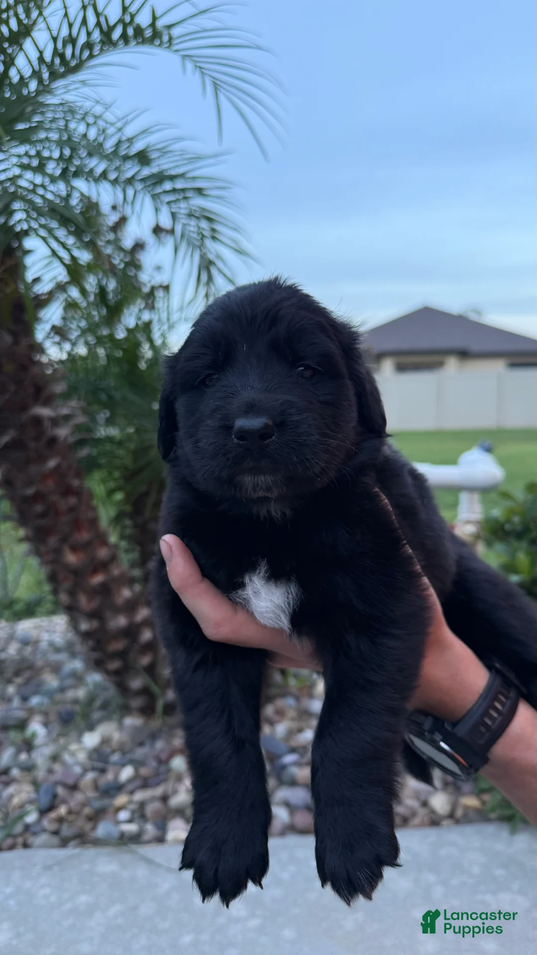 Mixed Breed dogs for sale: Jasmine - Ad 1