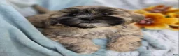 Shihpoo dogs for sale: Toffee - Ad 3