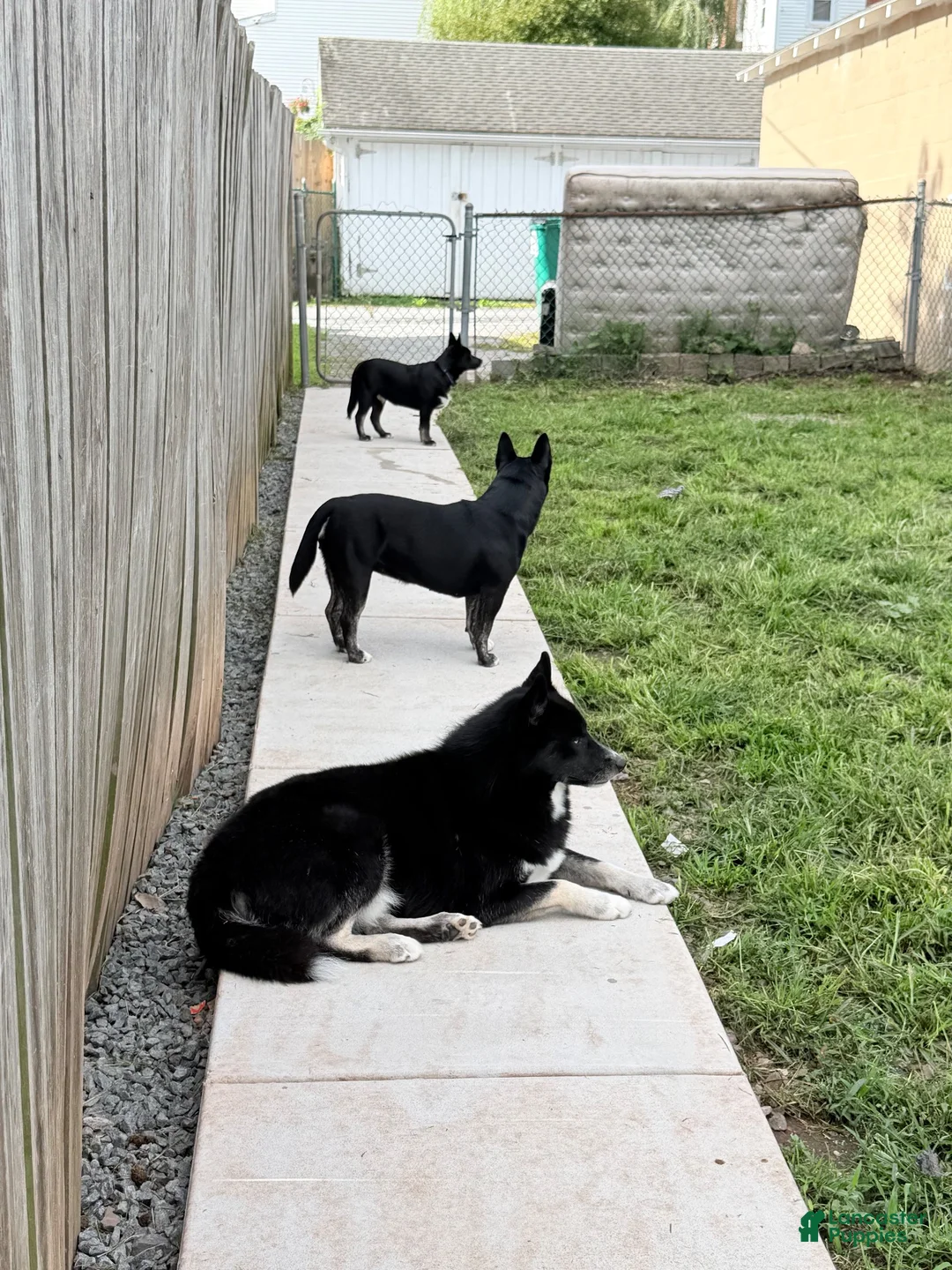 Pomsky dogs for sale: Pomsky 1 - Ad 10