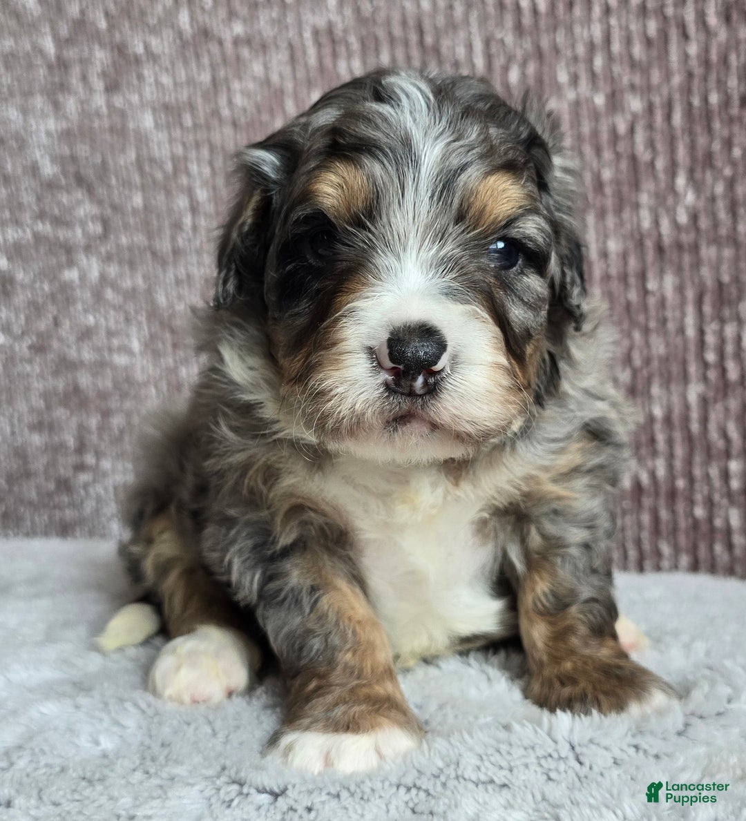 Mini Bernedoodle dogs for sale: Mini Louie - Ad 1