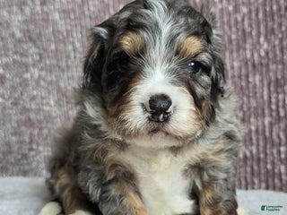 Mini Bernedoodle dogs Mini Louie - Ad 5