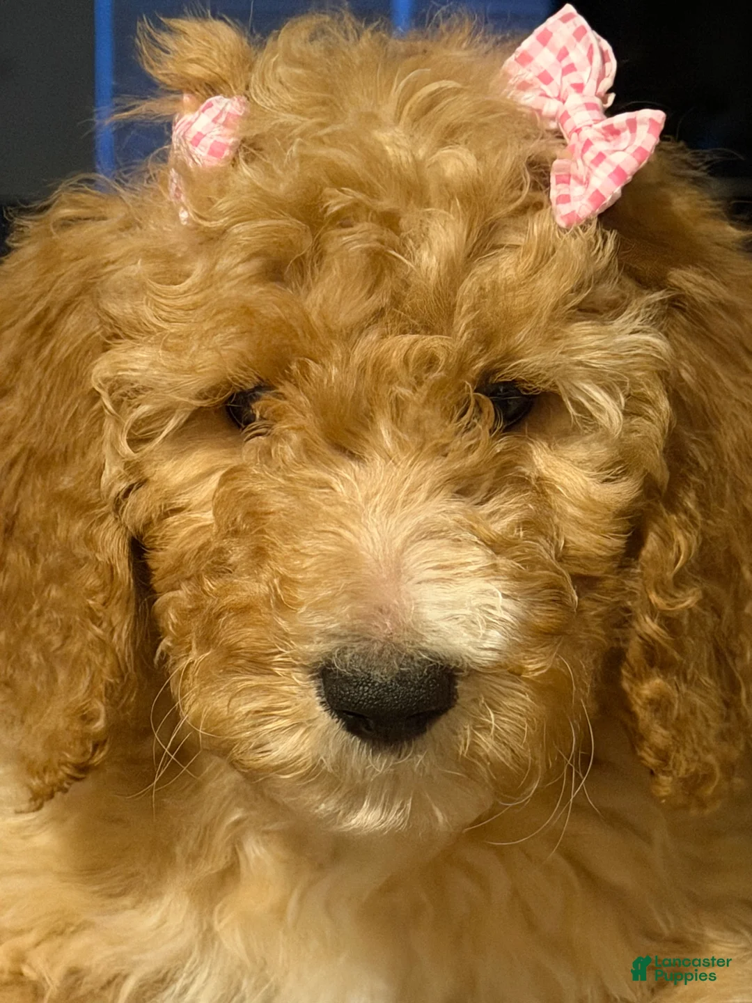Goldendoodle dogs for sale: Goldendoodle Puppy 4 - Ad 1