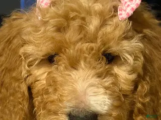 Goldendoodle dogs Goldendoodle Puppy 4 - Ad 23