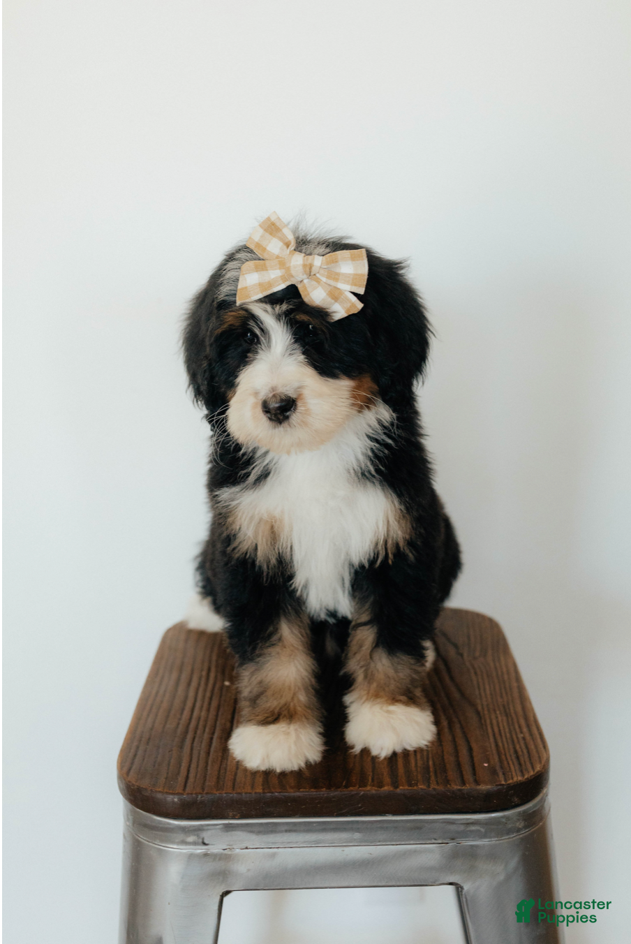 Bernedoodle dogs Medium Sized Female Bernedoodle - Artermis - Ad 2