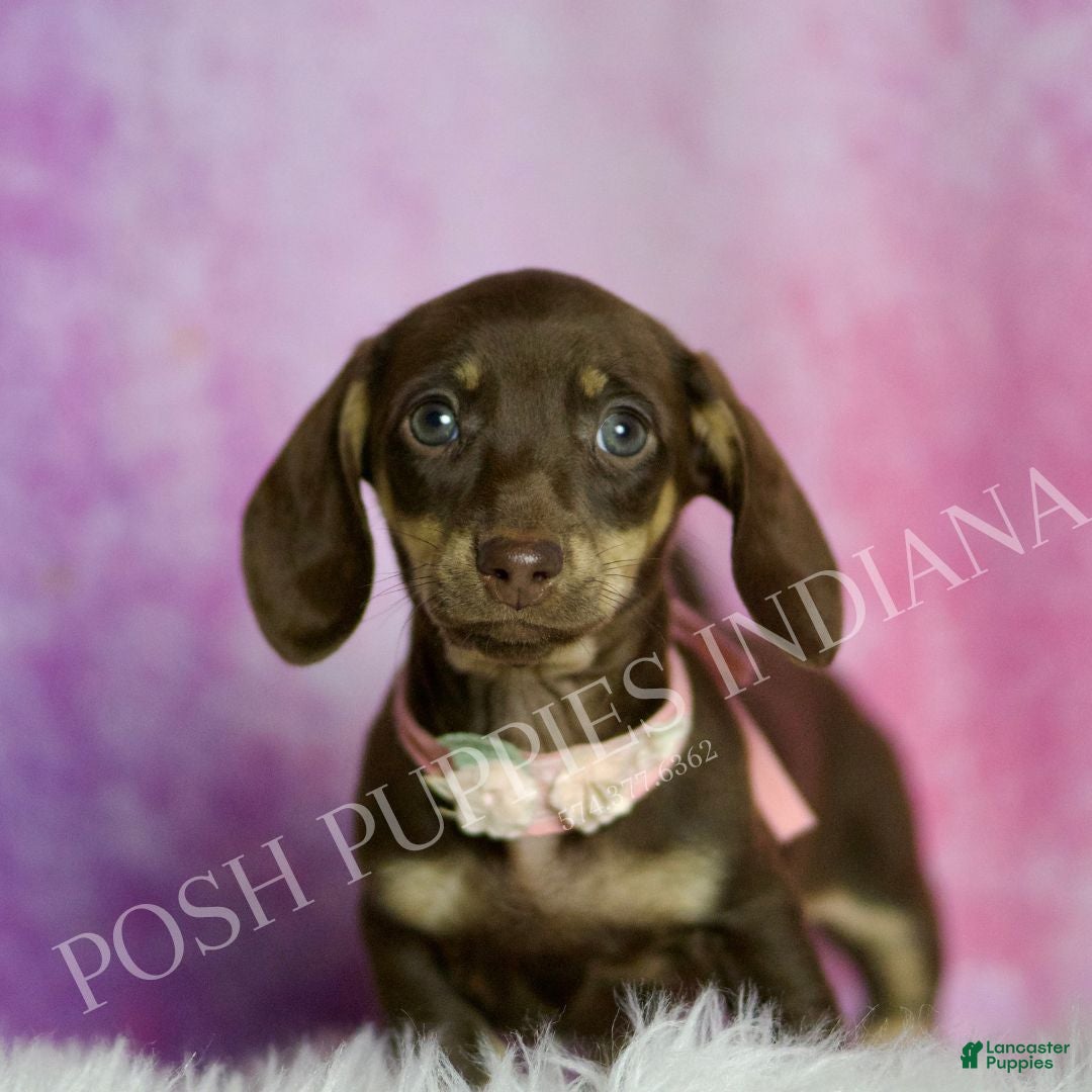 Miniature Dachshund dogs Kisses - Ad 38