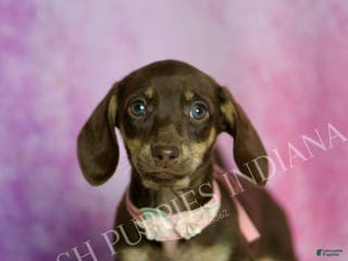 Miniature Dachshund dogs Kisses - Ad 28