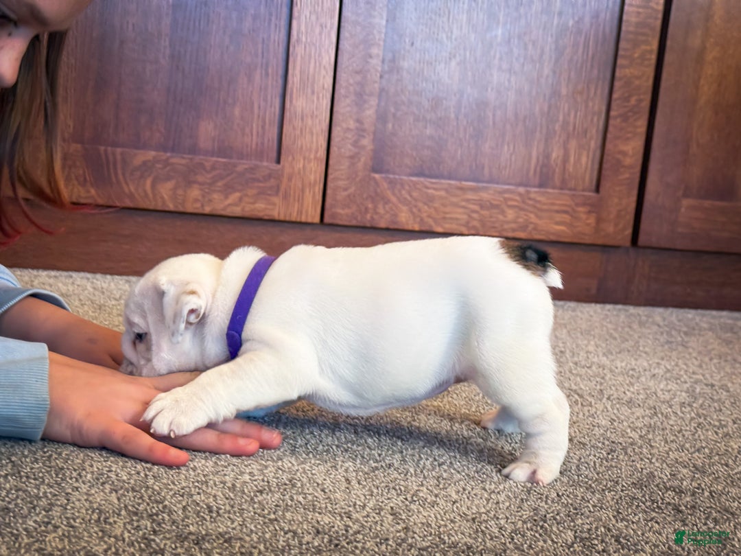 English Bulldog dogs for sale: Penelope - Ad 3