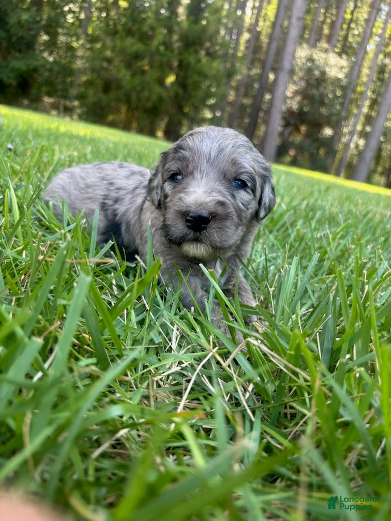 Goldendoodle dogs Polly - Ad 2