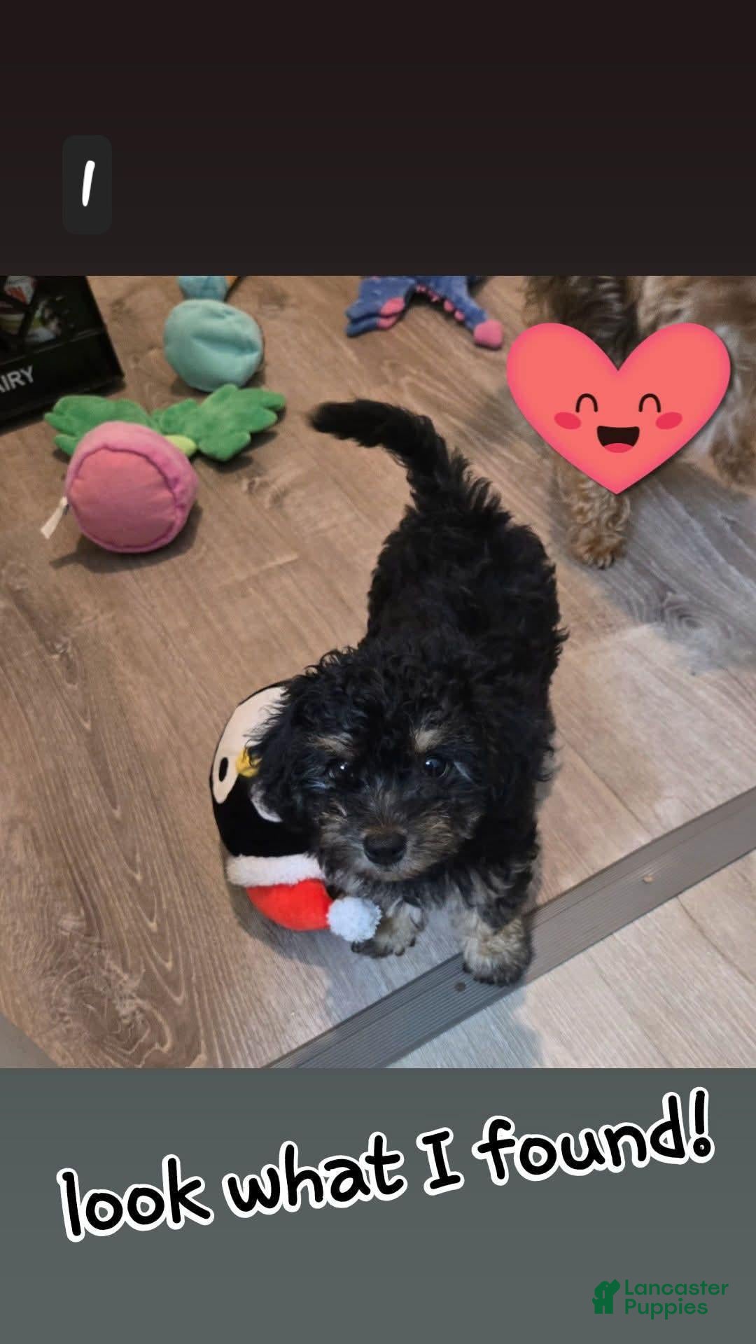 Morkie dogs Morkie 5 - Ad 36