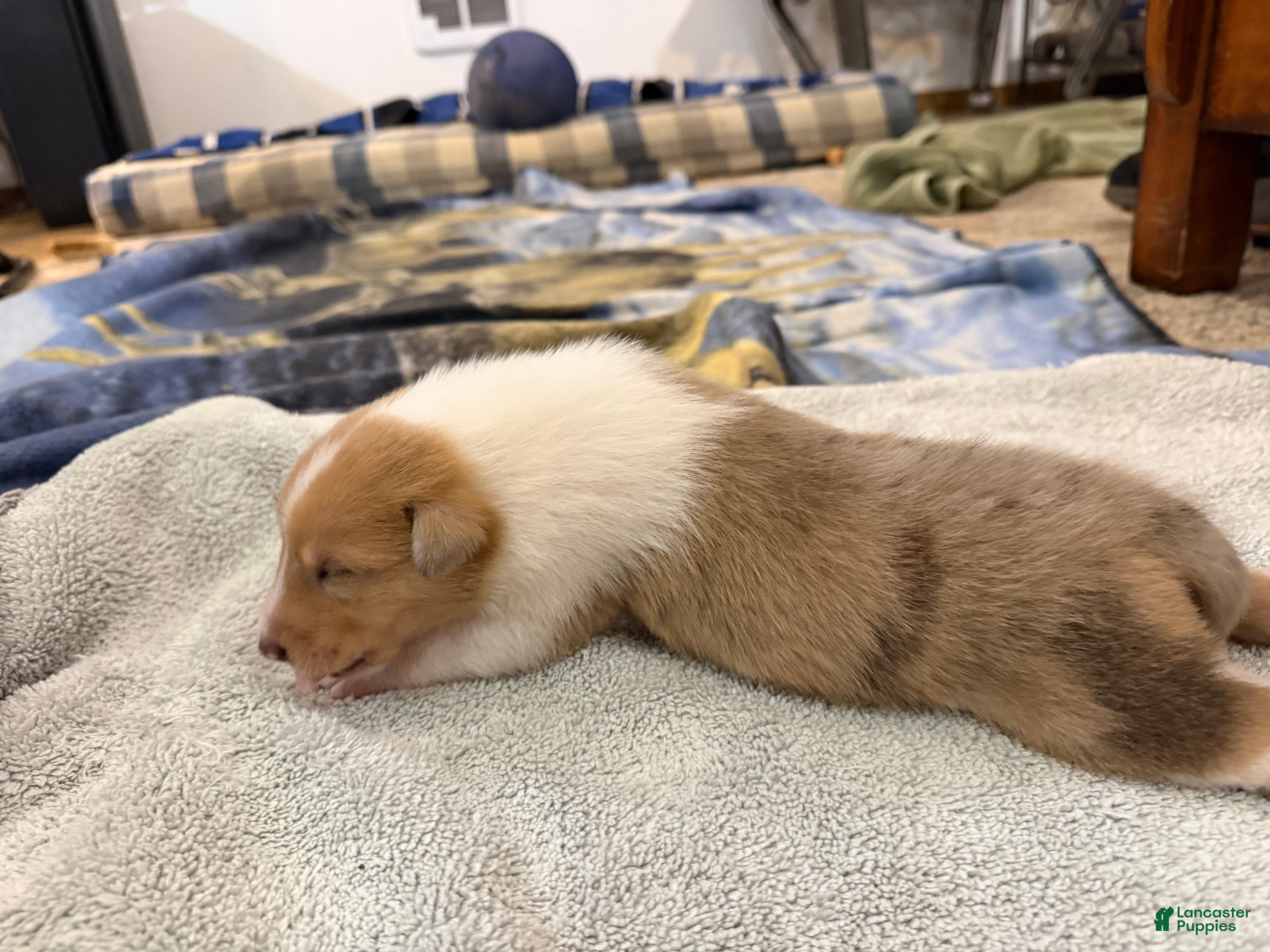 Collie dogs Henry - Ad 4
