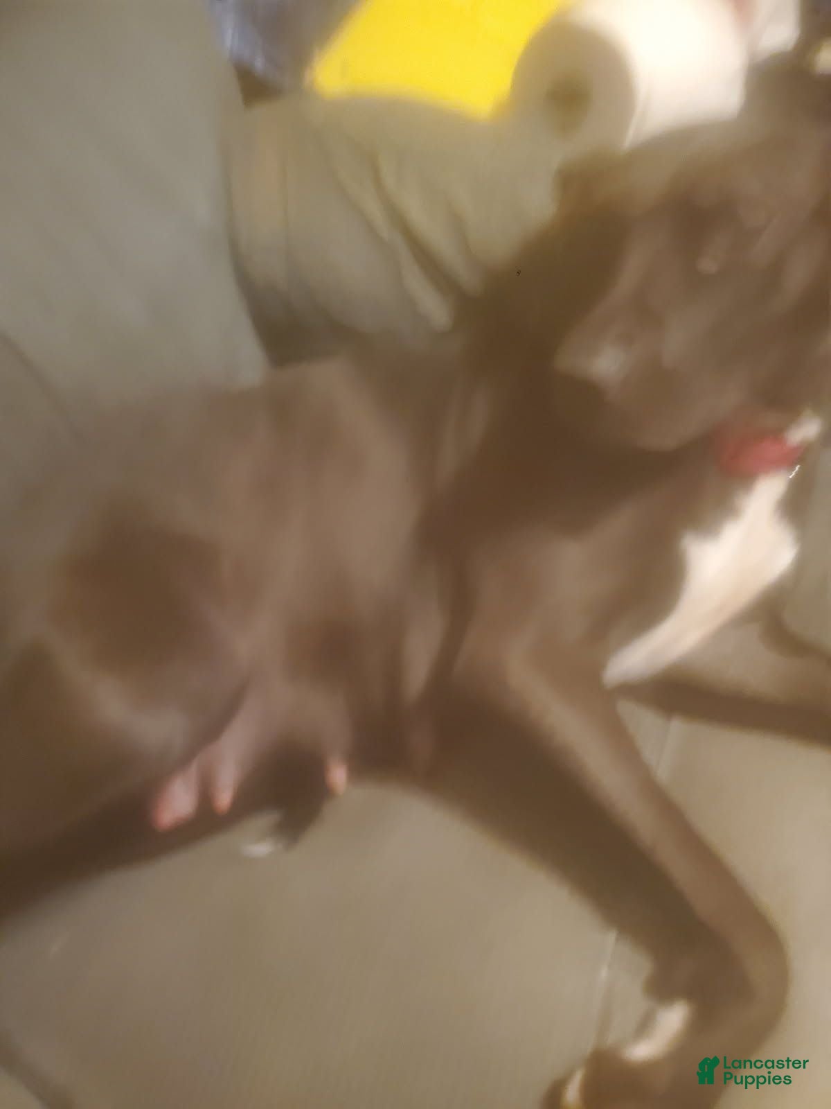 Mixed Breed dogs Skye - Ad 2