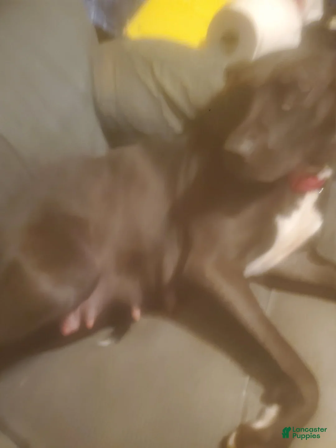 Mixed Breed dogs for sale: Ghost - Ad 2
