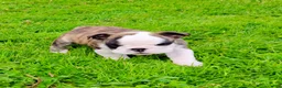 English Bulldog dogs for sale: Chloe  - Ad 2