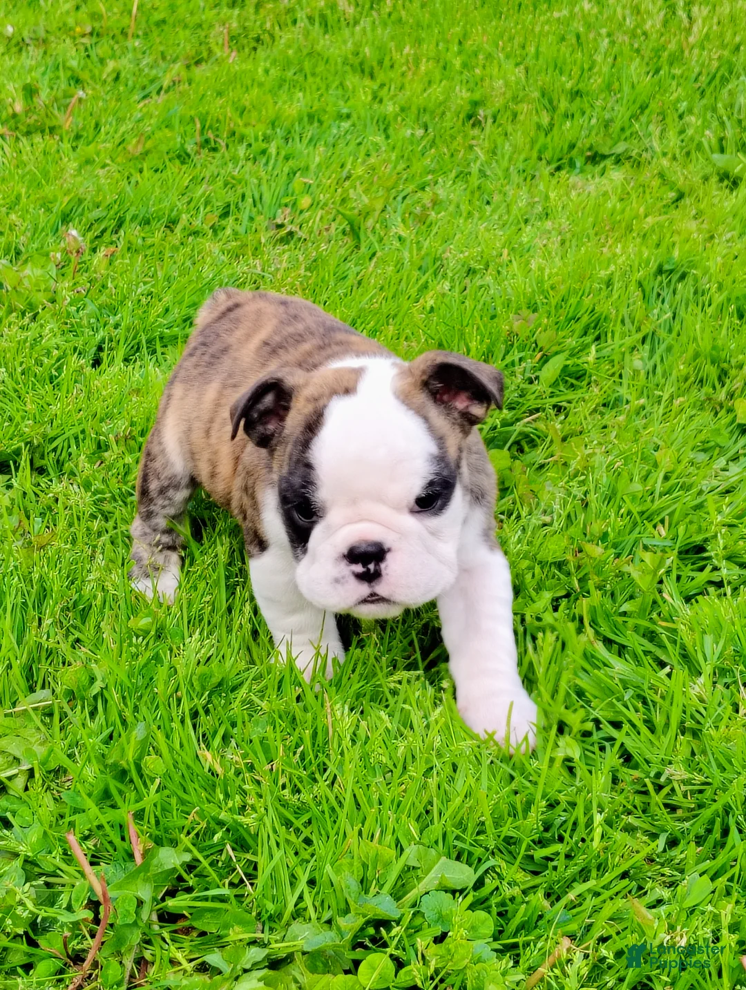English Bulldog dogs for sale: Chloe  - Ad 2