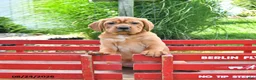 Mini Hippo dogs for sale: Buddy - Ad 4