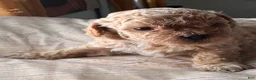 Shihpoo dogs for sale: Nakia - Ad 2