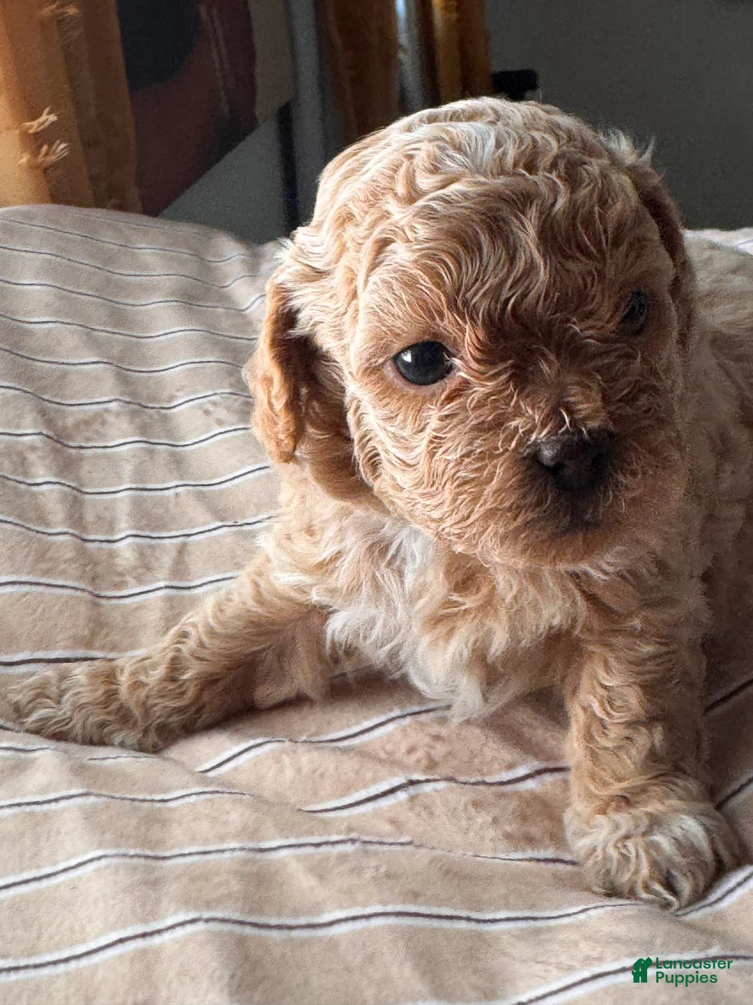 Shihpoo dogs for sale: Nakia - Ad 2