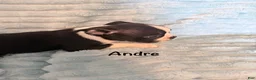 Boston Terrier dogs for sale: Andre - Ad 4