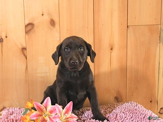 Labrador Retriever dogs - Ad 40