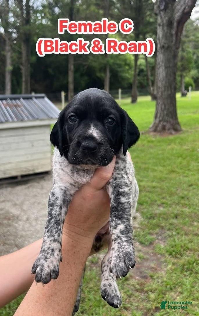 German Shorthaired Pointer dogs German Shorthaired Pointer (FEMALE C) - Ad 1