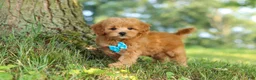 Maltipoo dogs for sale: Conner - Ad 3