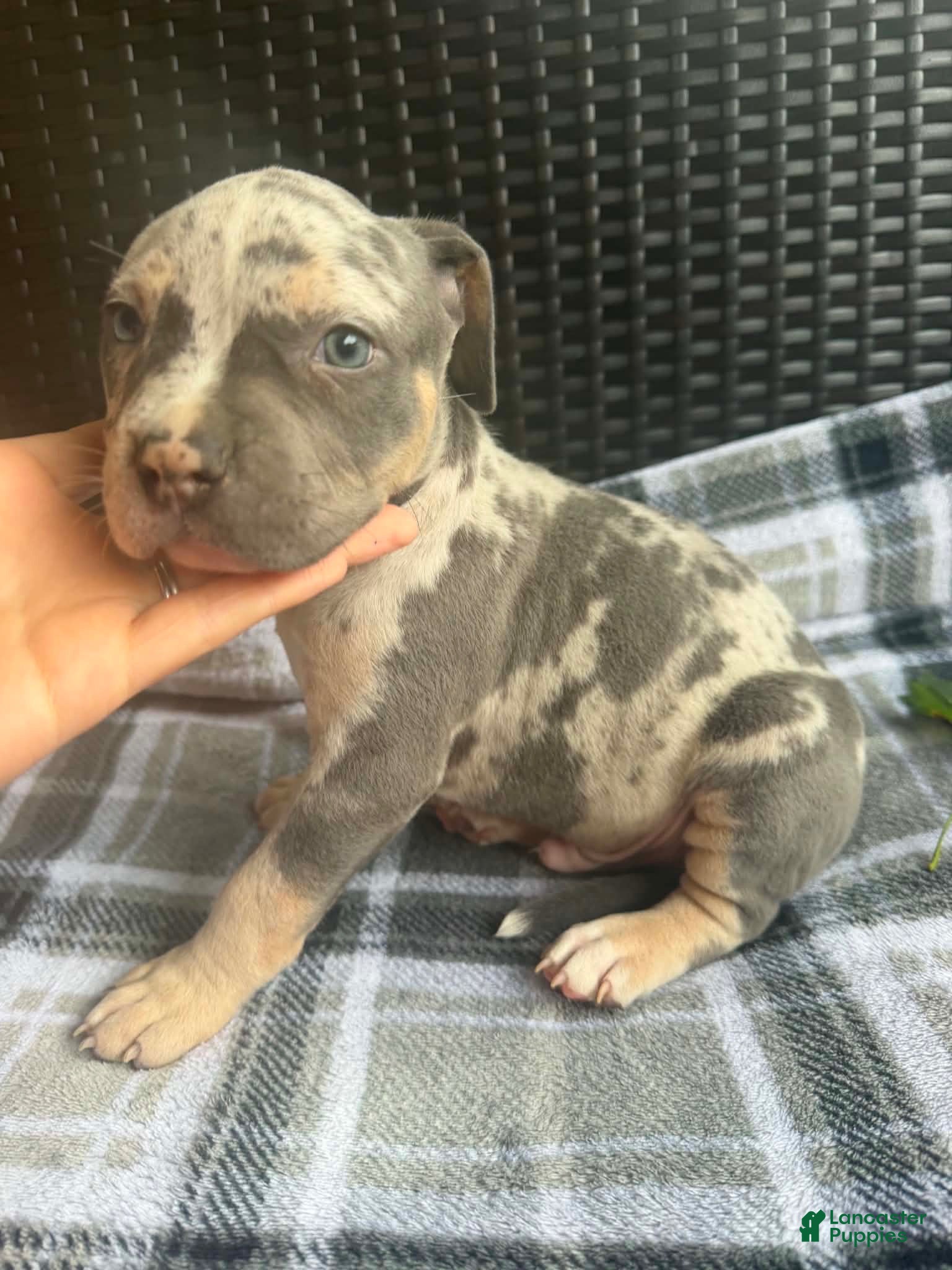 American Bully dogs American Bully 4 - Ad 1