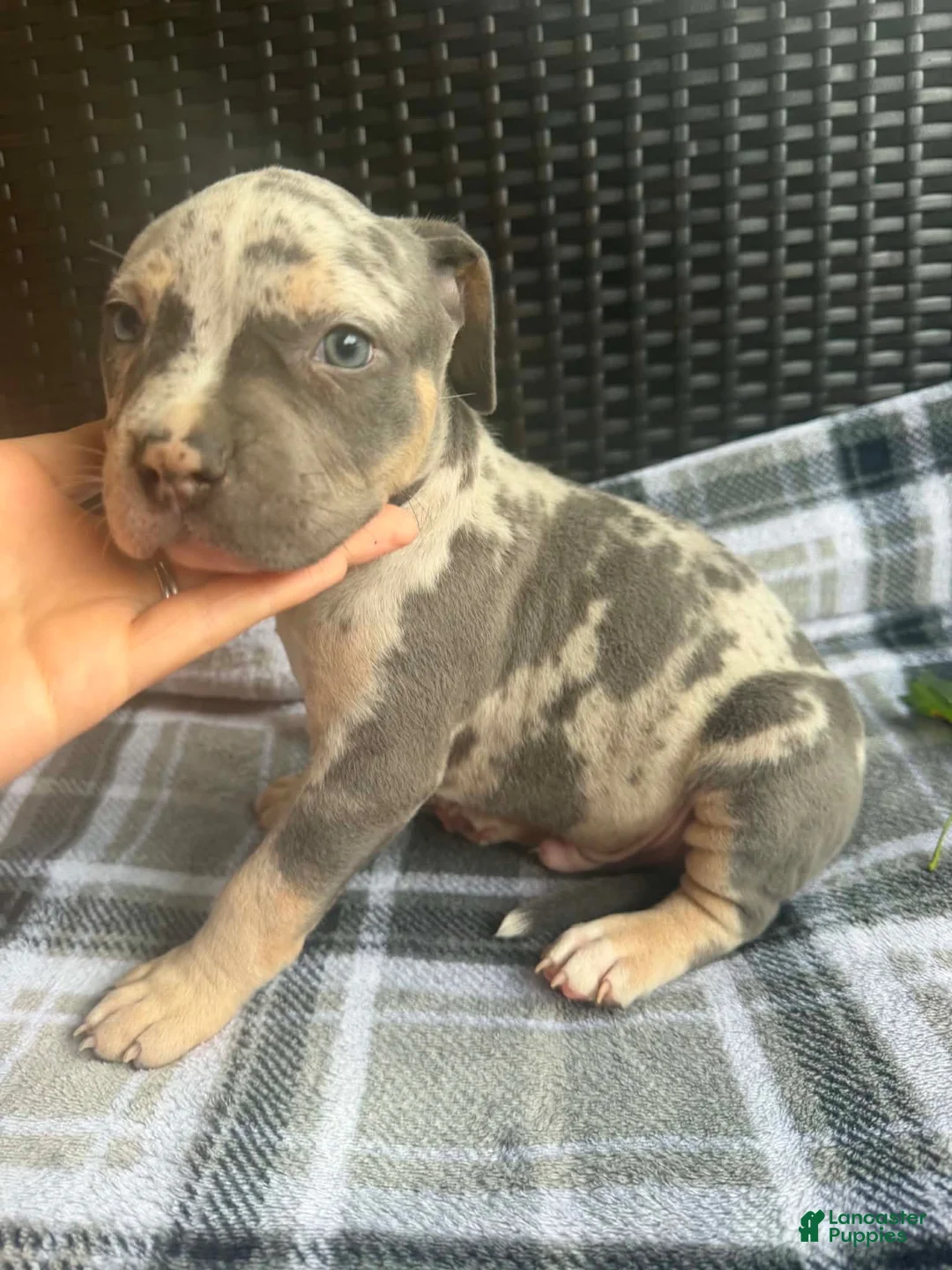 American Bully dogs for sale: American Bully 4 - Ad 1