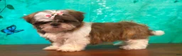 Shih Tzu dogs for sale: Daisy - Ad 3