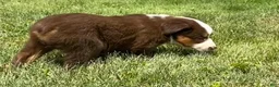 Miniature Australian Shepherd dogs for sale: Miniature Australian Shepherd Puppy 4 - Ad 5
