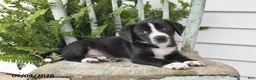 Beagle dogs for sale: Roxie - Ad 4