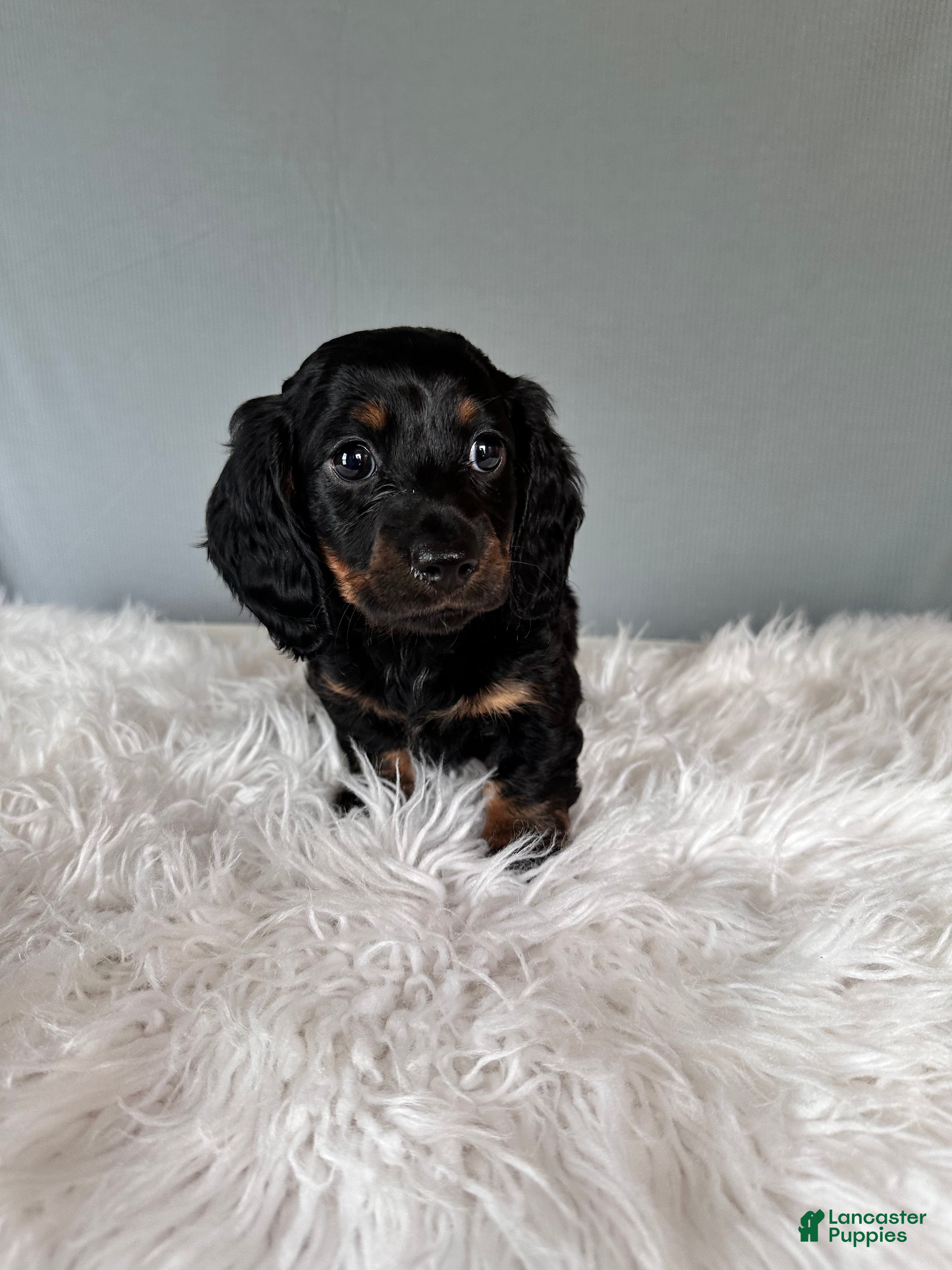 Miniature Dachshund dogs Oscar - Ad 1