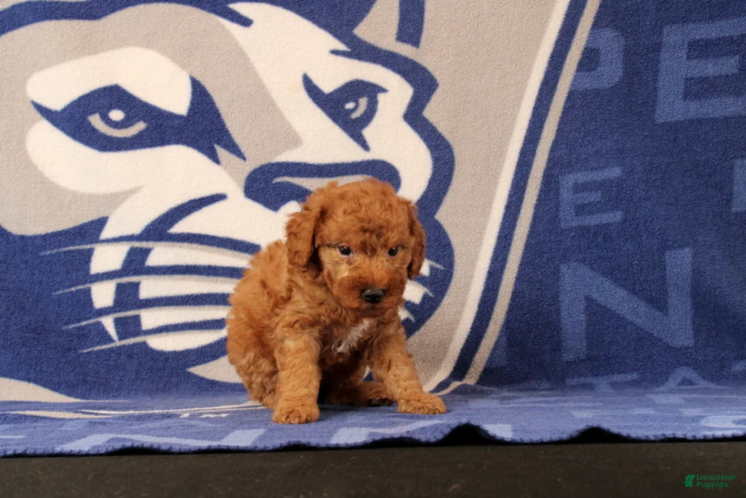 Mini Goldendoodle dogs for sale: Rose - Ad 4