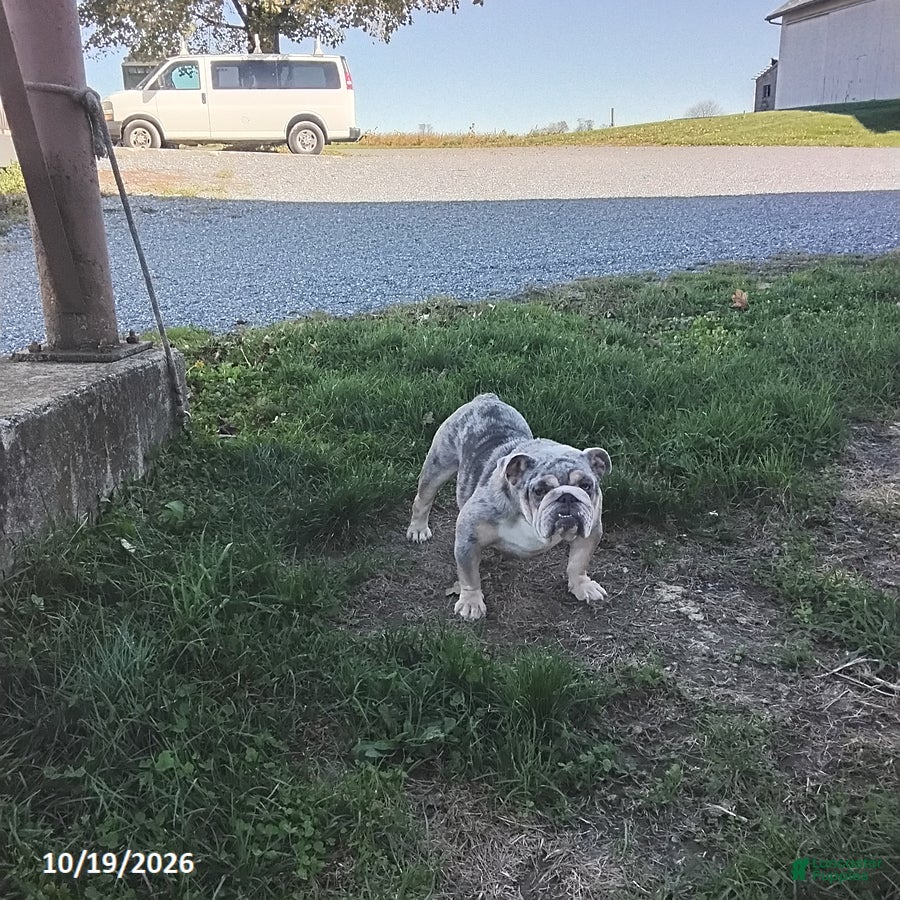 English Bulldog dogs for sale: Lynn - Ad 1