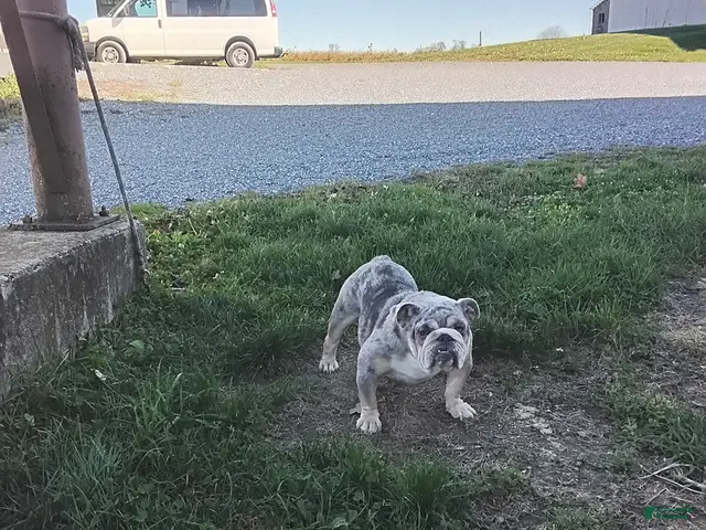 English Bulldog dogs for sale: Lynn - Ad 1