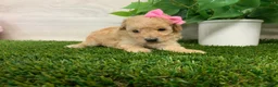 Toy Poodle dogs for sale: Myra - Ad 5