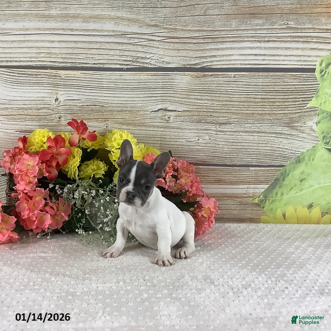 French Bulldog dogs for sale: Jane - Ad 2