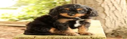 Cavapoo dogs for sale: Stanley - Ad 5