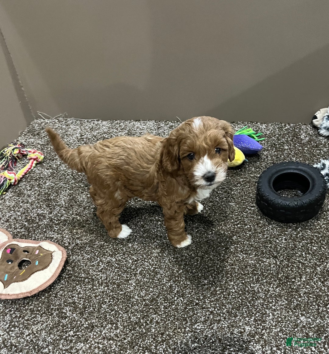 Mini Goldendoodle dogs for sale: Teddy - Ad 5