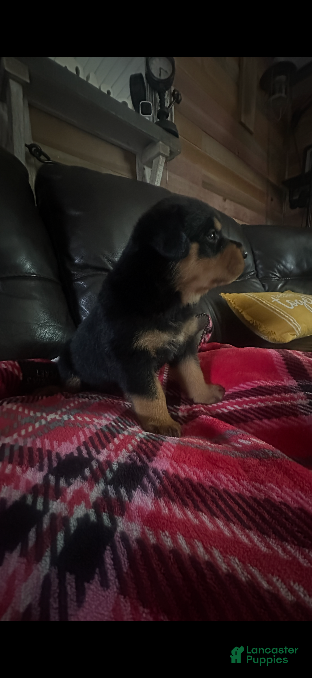 Rottweiler dogs for sale: Chief - Ad 2