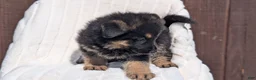 German Shepherd dogs for sale: Zion - Ad 9