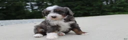 Mini Bernedoodle dogs for sale: Sophia - Ad 7