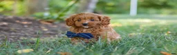Cavapoo dogs for sale: Kobe - Ad 6