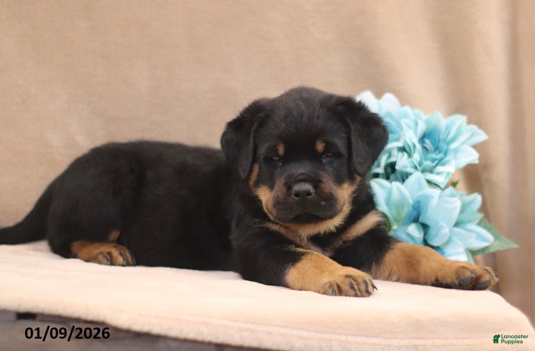Rottweiler dogs for sale: Turbo - Ad 2